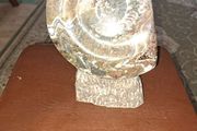 Ammonite statue