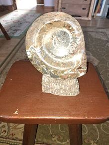 Ammonite statue