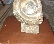 Ammonite statue