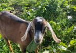 Nubian goat Buckling