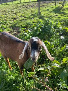 Nubian goat Buckling