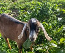 Nubian goat Buckling