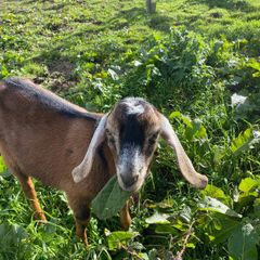 Nubian goat Buckling