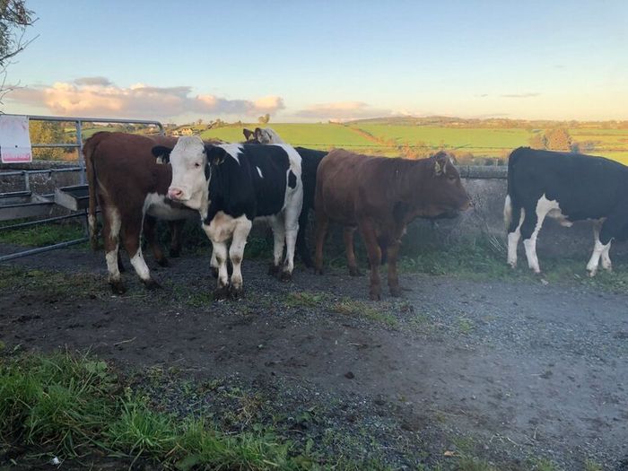 Coloured heifers for sale.