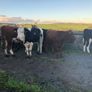 Coloured heifers for sale. Image 5