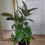 Large Rubber Plant Ficus elastica plant in the ceramic pot Image 2