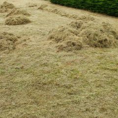 Free Animal Bedding /Feed