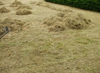 Free Animal Bedding /Feed