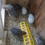 quail Image 2