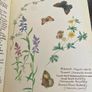 1980 Hardback Edition The Country Diary of An Edwardian Lady 1906 Image 8