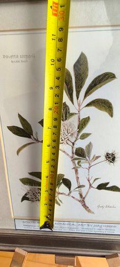 Lovely Gray Framed SOUTH AFRICAN BOTANICAL ART BY Judy WheelerPelargonium luridum-Stork's Bill, Zulu inyonkulu. Widespread E. Cape to Tanzania. Summer flowering grassland herb ,0.6 1m. Edible, also used to treat dysentery and nausea.