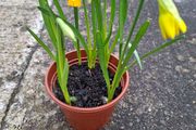 5 Dwarf Daffodil bulbs