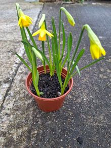 5 Dwarf Daffodil bulbs