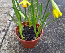 5 Dwarf Daffodil bulbs