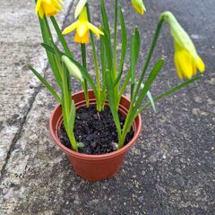 5 Dwarf Daffodil bulbs