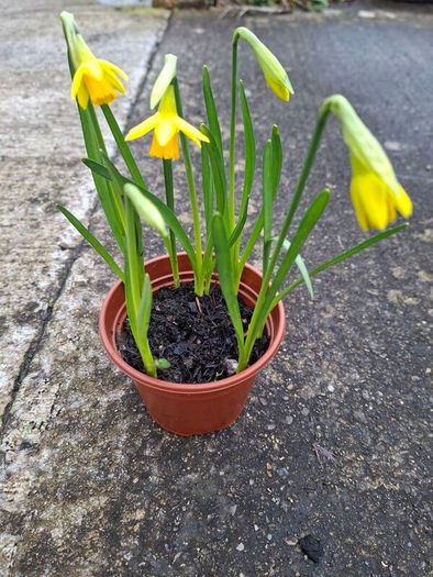 5 Dwarf Daffodil bulbs