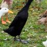 Breeding flock of Indian runner ducks Image 2