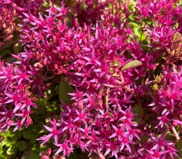 Dragon's blood stonecrop (Caucasian Stonecrop)