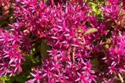 Dragon's blood stonecrop (Caucasian Stonecrop)