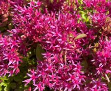 Dragon's blood stonecrop (Caucasian Stonecrop)
