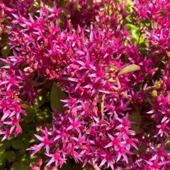 Dragon's blood stonecrop (Caucasian Stonecrop)