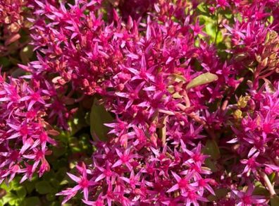 Dragon's blood stonecrop (Caucasian Stonecrop)