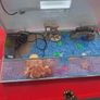 50 Litre Fish Tank Image 3