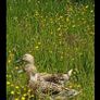 muscovy  Hatching eggs Image 6