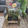 hanging basket holder Image 9