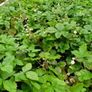 Alpine Strawberry Seeds Image 5