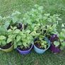 Lemon Balm Plant Image 5