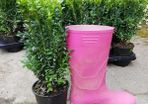 Box Hedging