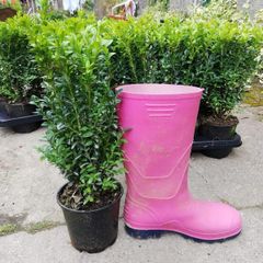 Box Hedging