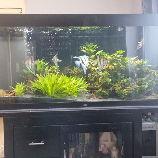 fish tank