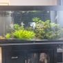 fish tank Image 2