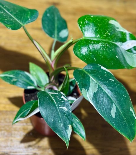 Philodendron White Princess in 12cm pot and 25cm in height