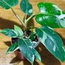 Philodendron White Princess in 12cm pot and 25cm in height Image 2