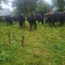 Organic  Aa. X  Heifers Drumboshambo Mart Sat.24 Image 2