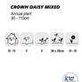 (D) Crown Daisy Mixed Seeds 1g (185509) Image 2