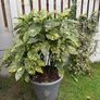 Aucuba japonica Plant with a pot Image 3