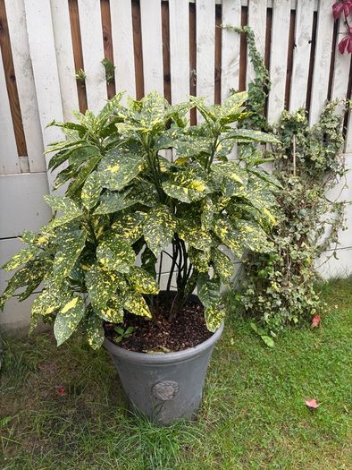 Aucuba japonica Plant with a pot