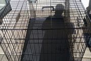 extra large dog travel crate