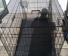 extra large dog travel crate