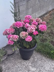 hydrangea