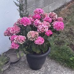 hydrangea