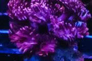 Purple gonipora