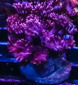 Purple gonipora
