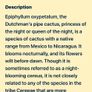Cactus plant Image 9