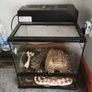 Corn snake perfect health with enclosure Image 2