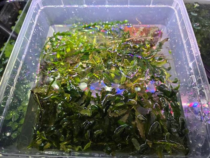Rare types of bucephalandra and anubias - fishtank plants